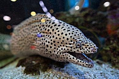 索尼最新招聘广告或暗示下一代主机将采用ARM架构