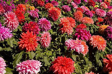 《艾尔登法环》新剧透视频：“马尔基特的锁链“道具展示